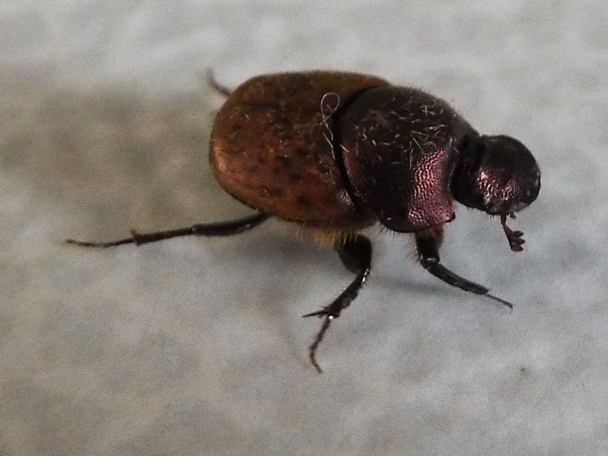 Onthophagus coenobita, femmina, Scarabaeidae